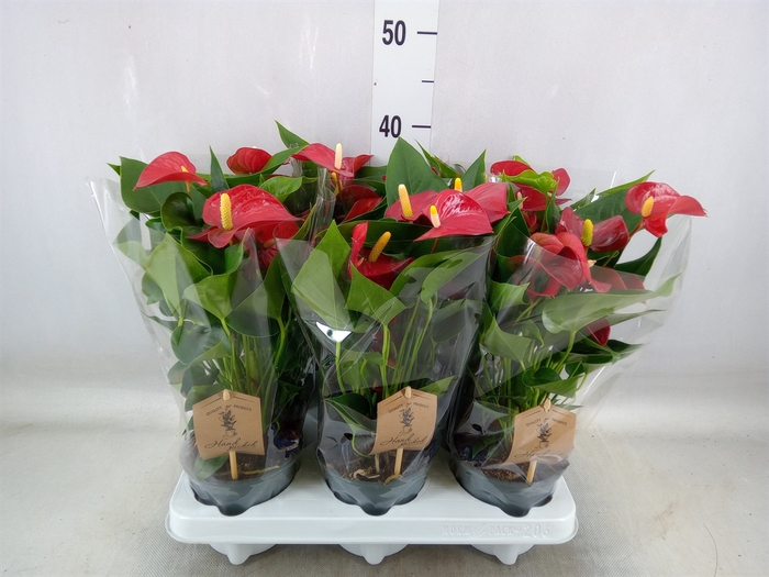 <h4>Anthurium andr. 'Micra'</h4>