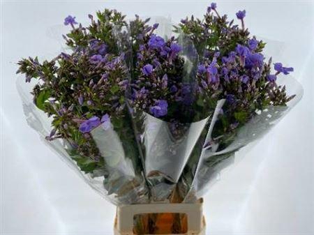 <h4>Phlox P Butterfly</h4>