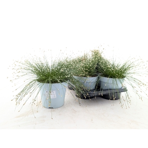 ISOLEPIS CERNUA