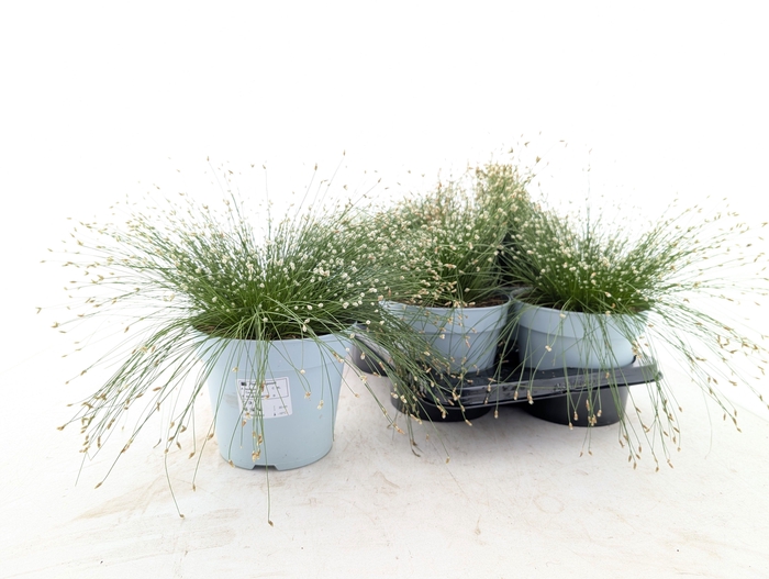 <h4>ISOLEPIS CERNUA</h4>