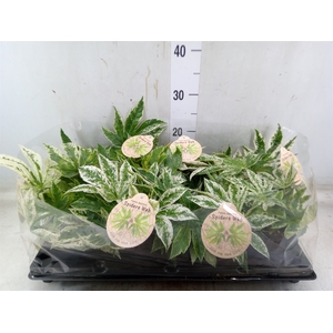 Fatsia japonica 'Variegata'