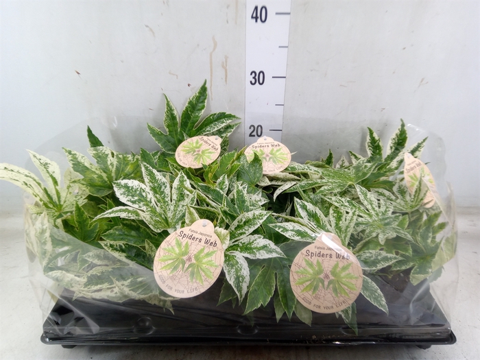 <h4>Fatsia japonica 'Variegata'</h4>