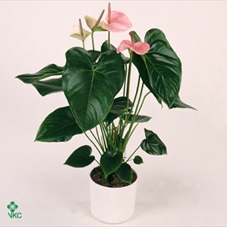 Calathea Gemengd p14