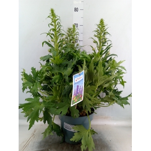 Delphinium el. 'Delgenius Breezin'