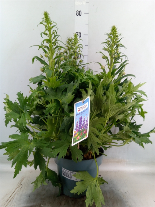 <h4>Delphinium el. 'Delgenius Breezin'</h4>