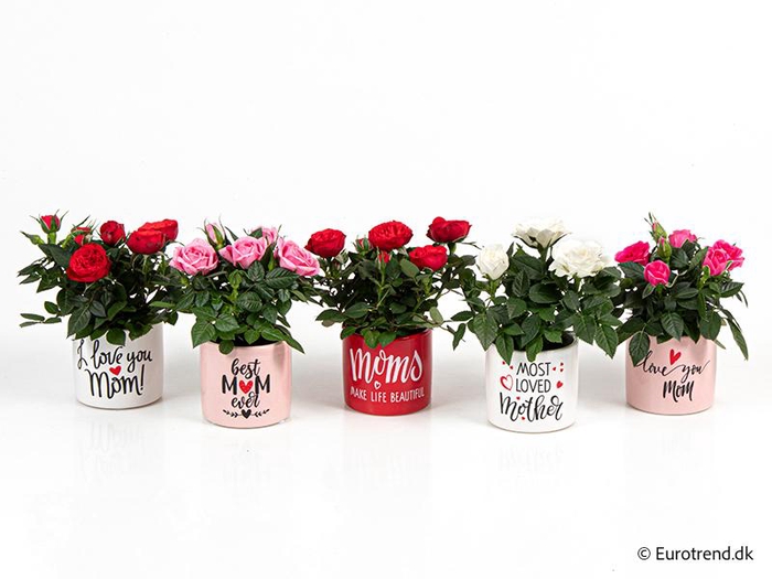 <h4>ROSA-HYBRID KUVERT</h4>