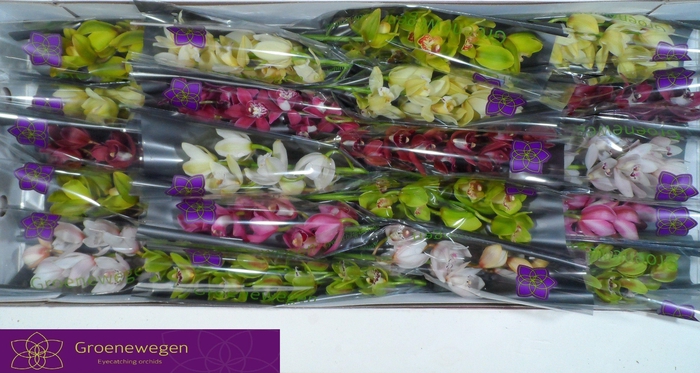 <h4>CYMB MI GEM</h4>