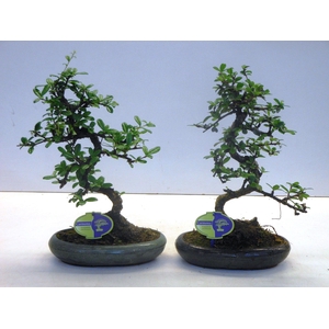 Carmona macrophylla, 24cm., shape, without drip tray