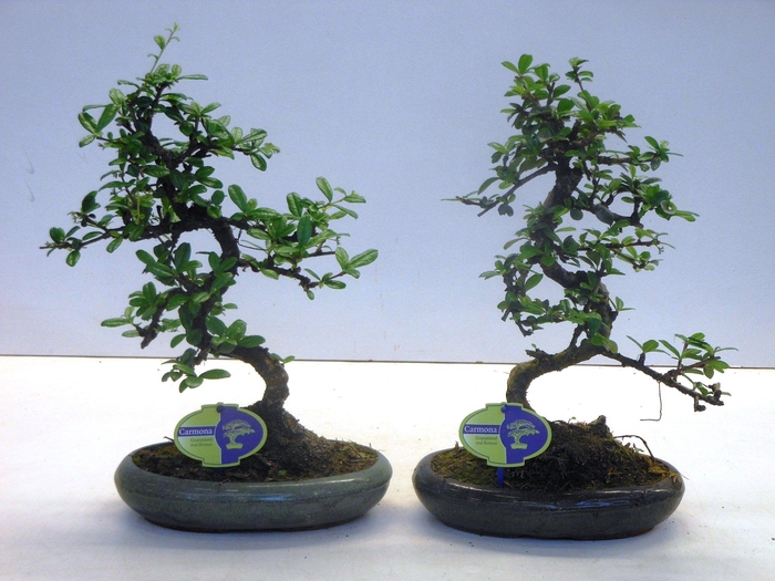 <h4>Carmona macrophylla, 24cm., shape, without drip tray</h4>