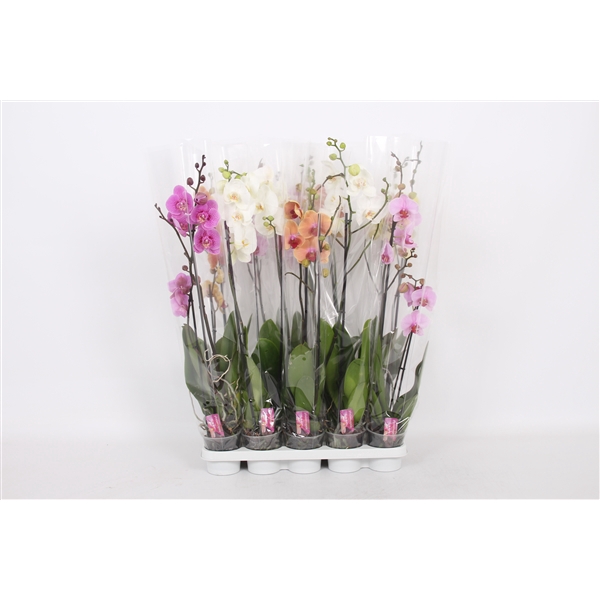 <h4>Phalaenopsis 1 / 2 spike A2</h4>