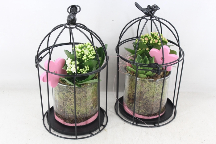 <h4>arr2 MB - Vogelkooi - roze/wit</h4>