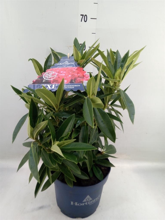 <h4>Rhododendron 'XXL Red Dragon'</h4>