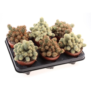 Cactus elongata mix