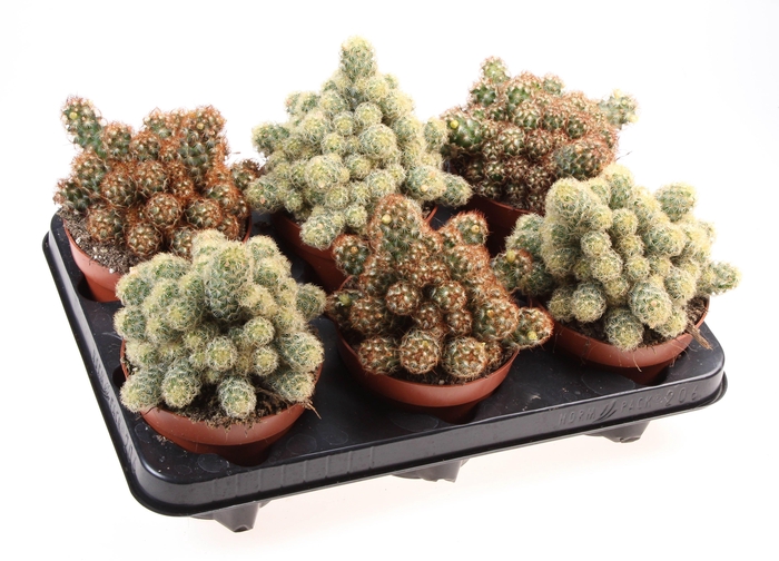 <h4>Cactus elongata mix</h4>