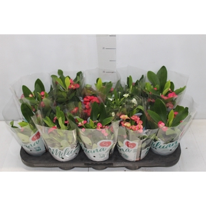 EUPHORBIA MILII MILIIANA P11
