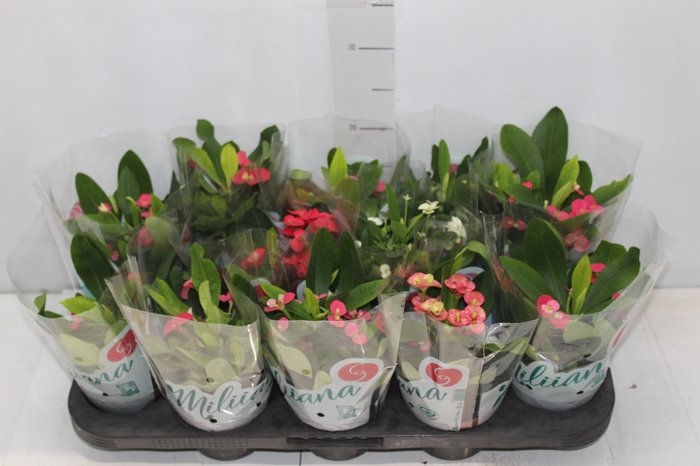 <h4>EUPHORBIA MILII MILIIANA P11</h4>