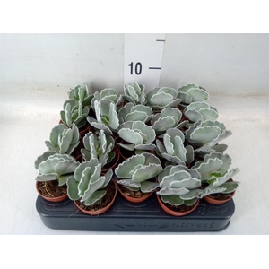 Cotyledon undulata