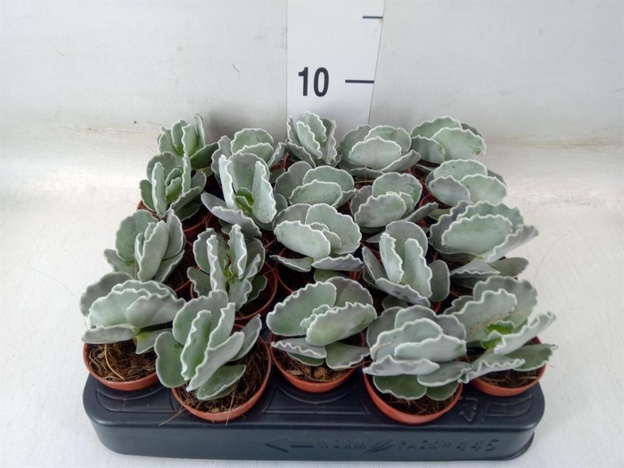 <h4>Cotyledon undulata</h4>