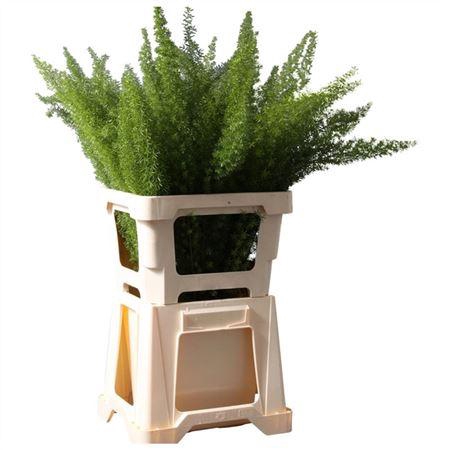 <h4>ASPARAGUS DENS.MEYERS</h4>