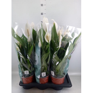 Spathiphyllum 'Bingo Cupido'