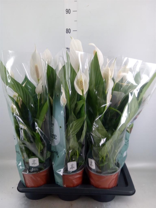 <h4>Spathiphyllum  'Bingo Cupido'</h4>