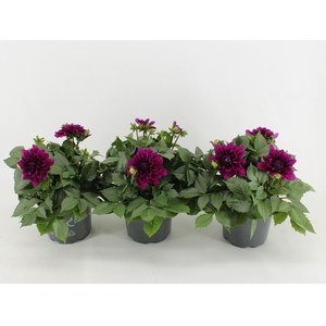 Dahlia Dalina Maxi Castillo