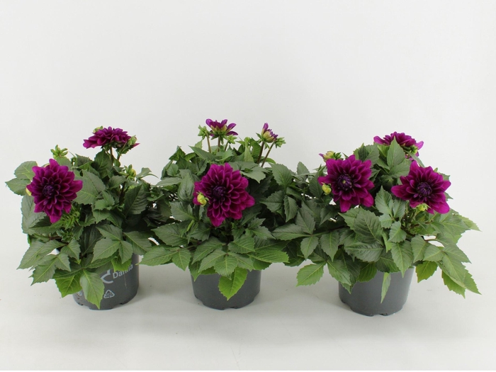 <h4>Dahlia Dalina Maxi Castillo</h4>