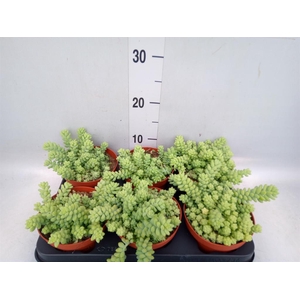 Sedum burrito