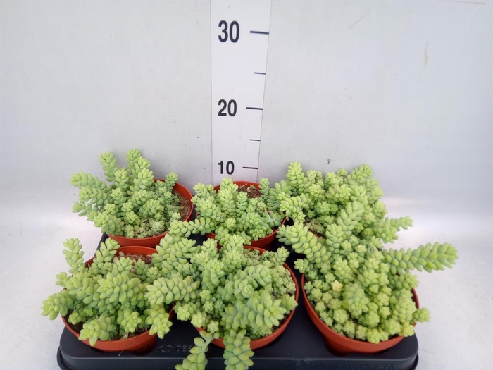 <h4>Sedum burrito</h4>