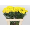 Tagetes Marigold Promise Orange