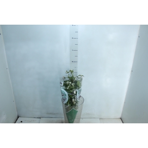 PERPETUA 060 CM BRANCO