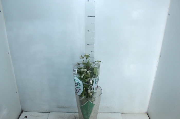 <h4>PERPETUA 060 CM BRANCO</h4>