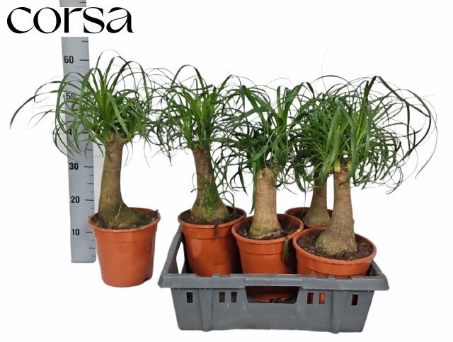 <h4>BEAUCARNEA RECUR</h4>