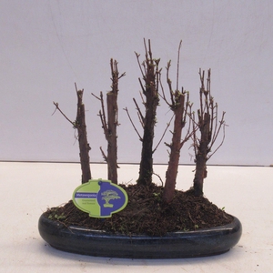 Metasequoia glyptostroboides, 30 cm., group 5 stem