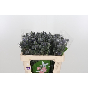 Eryngium Framb Blue Glitter
