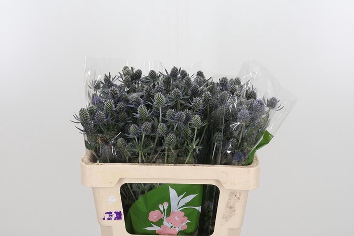 <h4>Eryngium Framb Blue Glitter</h4>