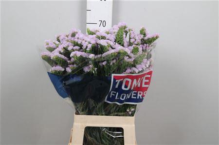 <h4>Lim S Tessa Lavender</h4>