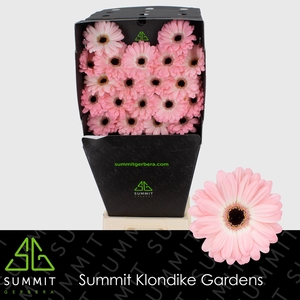 Germini Duet Diamond per kaart