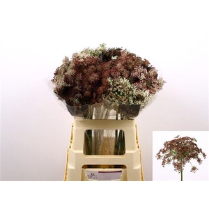 DAUCUS CAROTA DARA