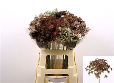 DAUCUS CAROTA DARA