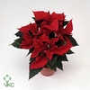 .Euphorbia pulcherrima mars