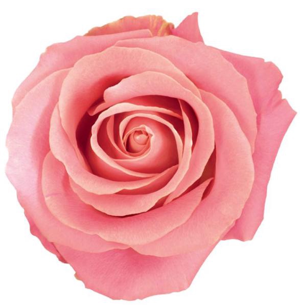 <h4>R GR HERMOSA+</h4>