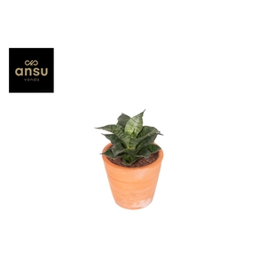 Sansevieria Star Mini Marble No. 1 Terracotta