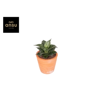 Sansevieria Star Mini Marble No. 1 Terracotta