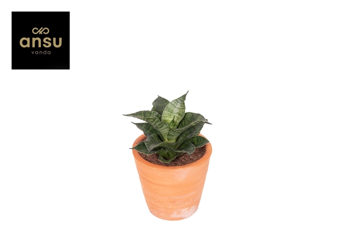 <h4>Sansevieria Star Mini Marble No. 1 Terracotta</h4>
