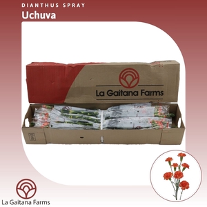 Dianthus tr Uchuva