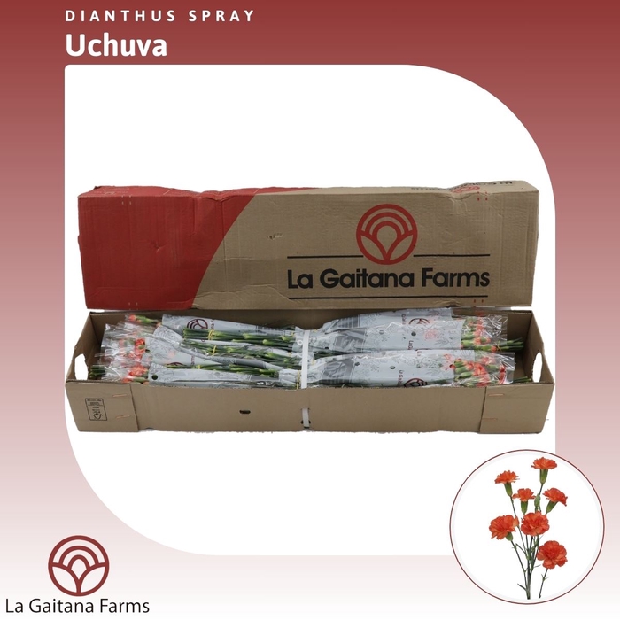 <h4>Dianthus tr Uchuva</h4>