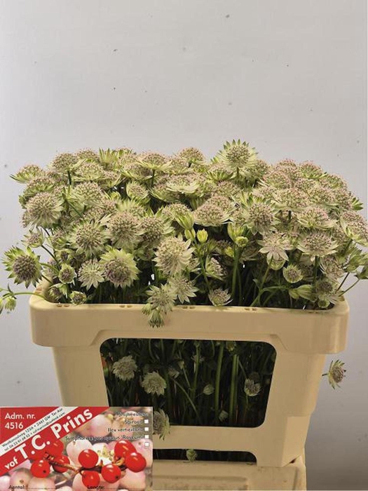 <h4>ASTRANTIA ROSA LEE ASTR ROSA LEE</h4>