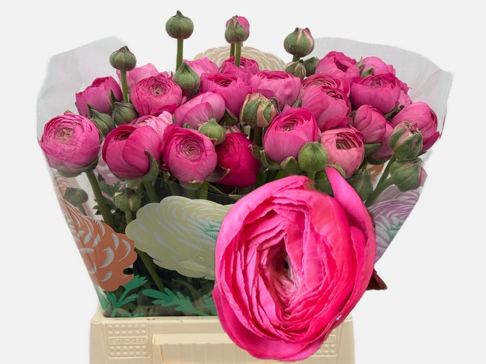 <h4>RAN THOM BONBON</h4>