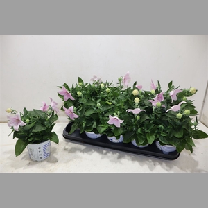 Platyco Gr Pst Pink